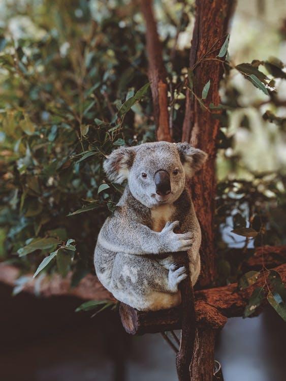 Koalans Fascinerande Värld: Mer Än Bara Sömn